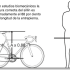 Tallas de bicicleta: ¿Cuál es la tuya?